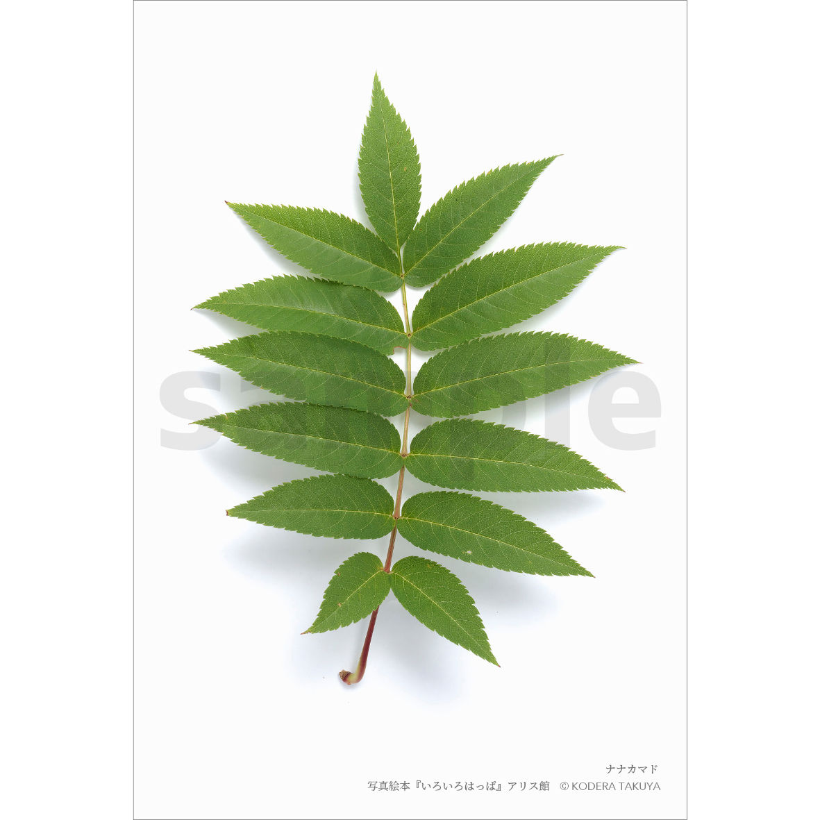 葉っぱ ポストカードいろいろはっぱシリーズ「ナナカマド」 | KODERA TAKUYA SHOP