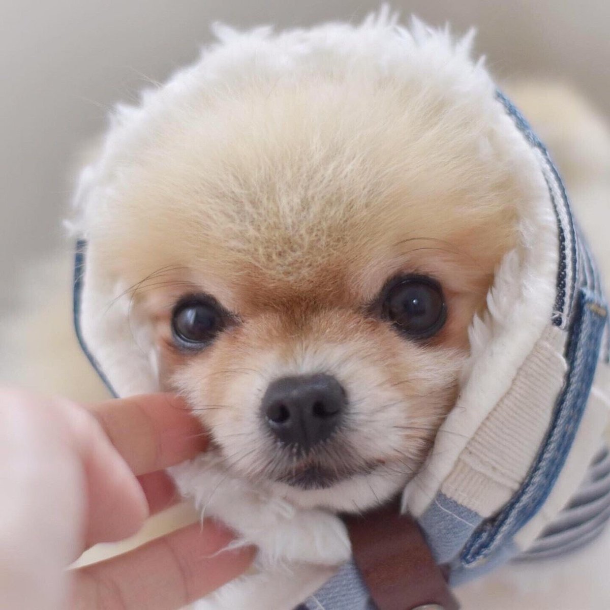 リメイクデニム×ふわふわファーの犬用マフラー(長さ55cm) | DLIC.