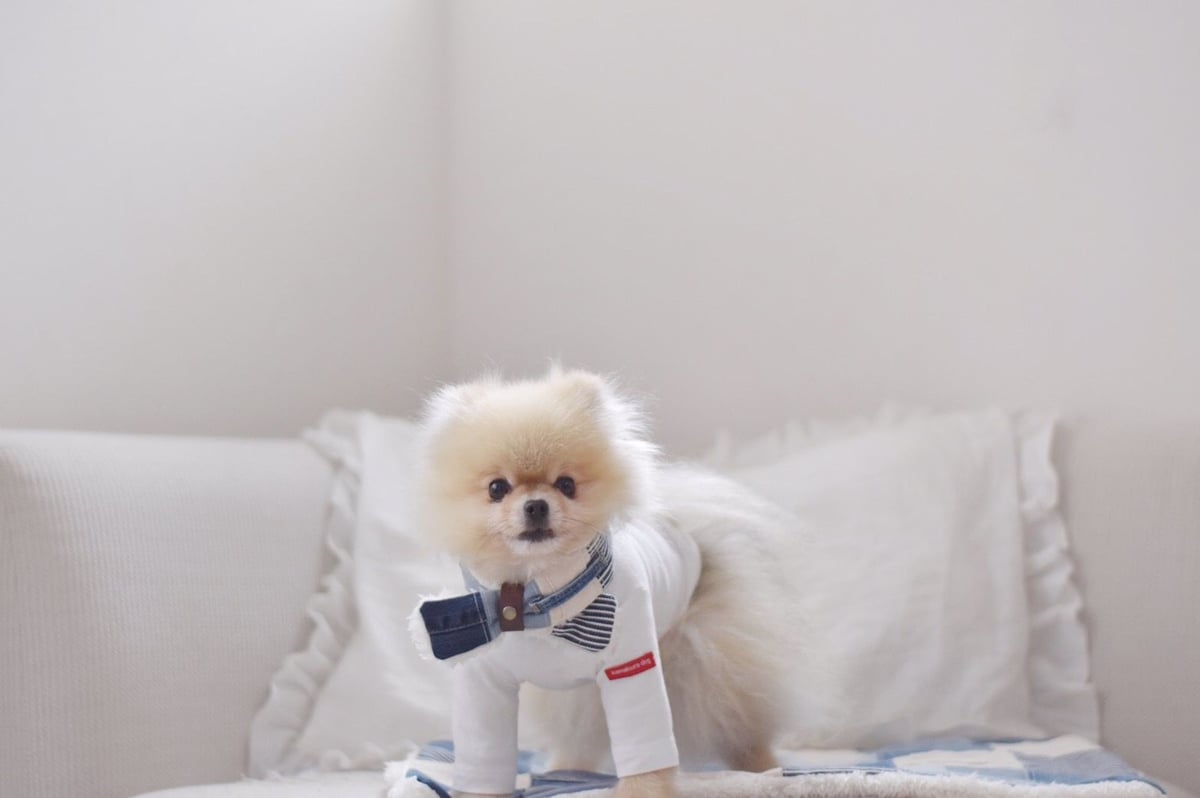 リメイクデニム×ふわふわファーの犬用マフラー(長さ55cm) | DLIC.