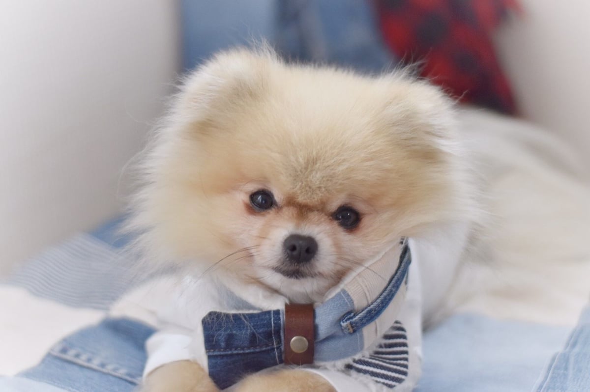 リメイクデニム×ふわふわファーの犬用マフラー(長さ55cm) | DLIC.