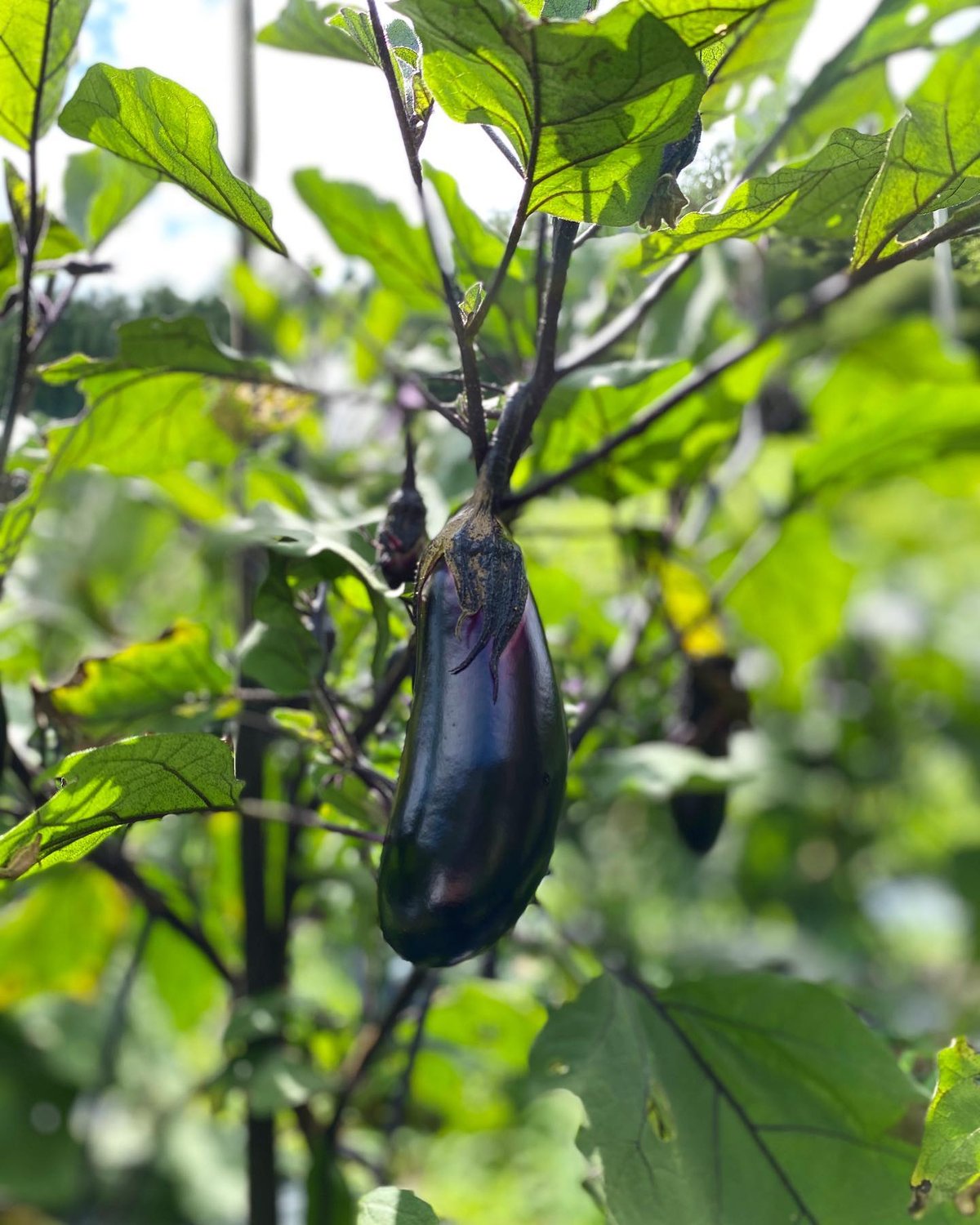 関西型野菜抜細工セット28点セット