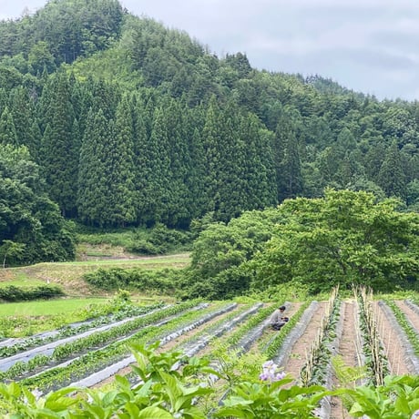 季節の自然栽培野菜BOX・S サイズ
