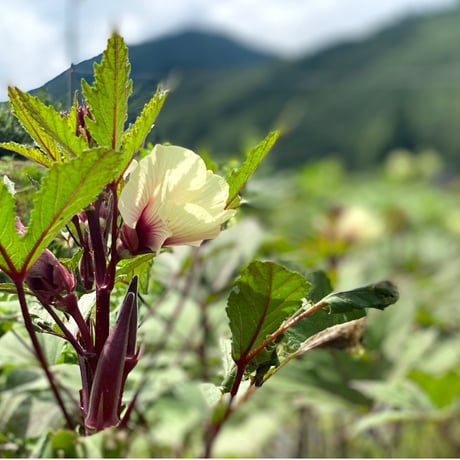 季節の自然栽培野菜BOX・S サイズ