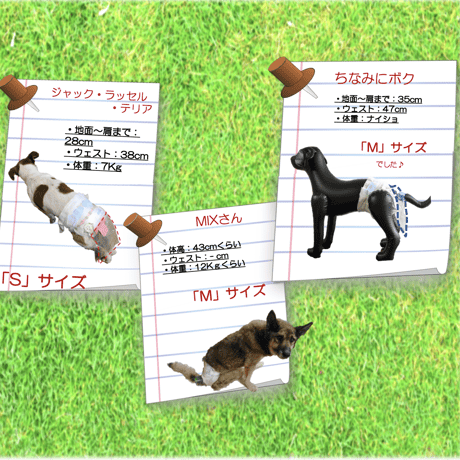 サイズの選び方
