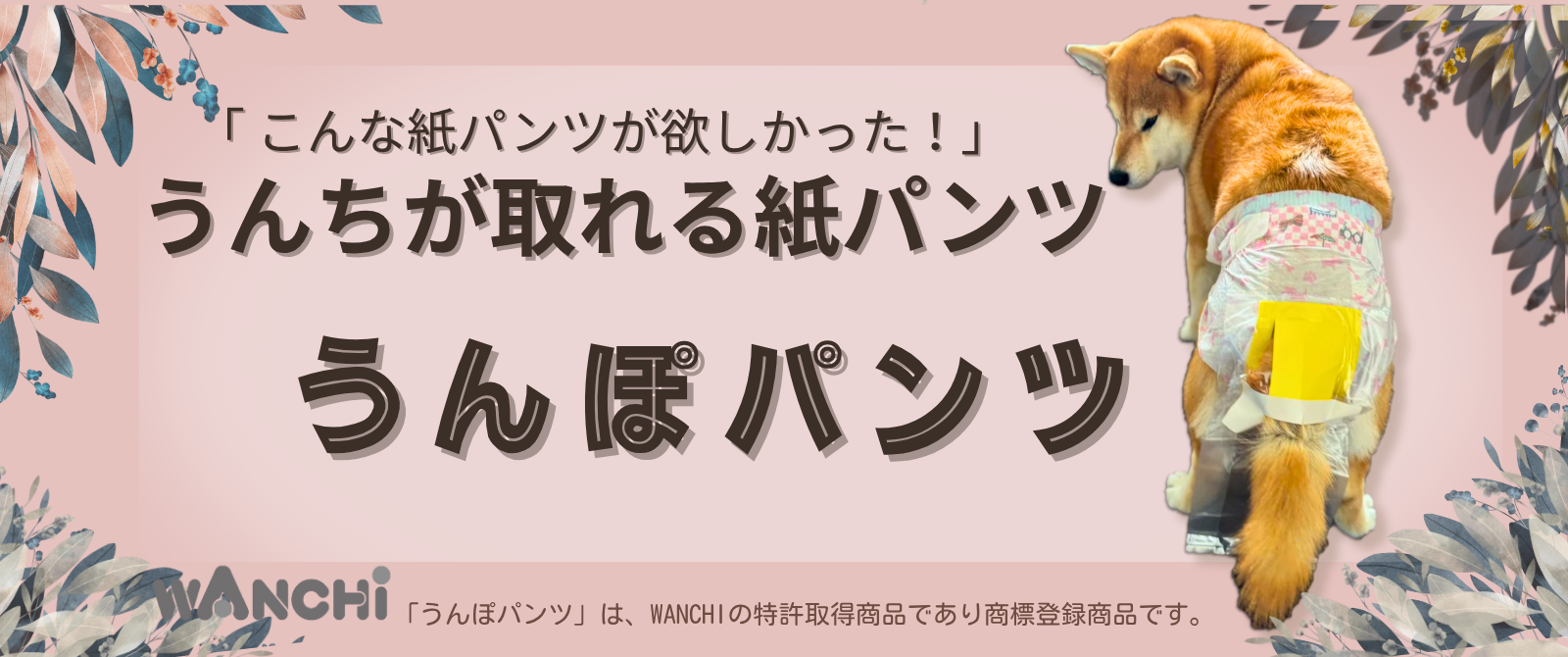 M】サイズ 25個入り ※送料無料 ※税込 | WANCHI
