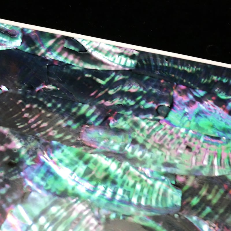 日本アワビ黒螺鈿箔Lサイズ シール加工で便利。はさみで切れます