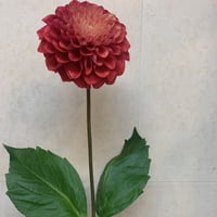 F様専用