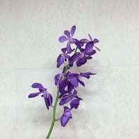 A様専用　カットソー