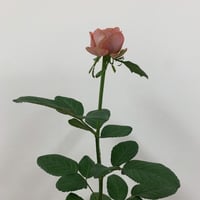 H様専用