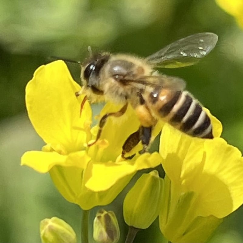 日本蜜蜂 - 静岡県のその他