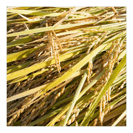 きよむら農園「かけ干し米」　玄米(5kg)※数量限定
