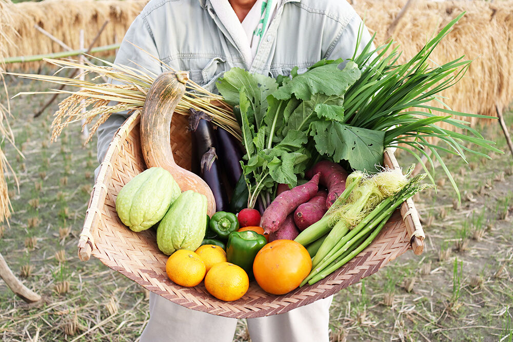 おまかせ100苗セット おまかせ100苗セット 【公式通販】