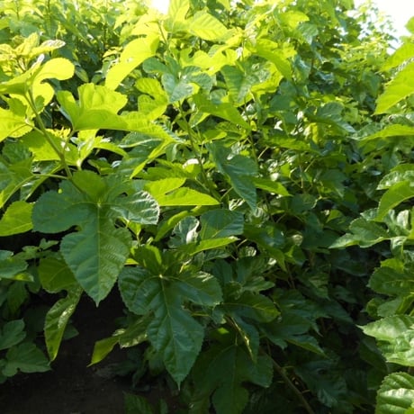 市川製茶園　桑の葉茶　1g×30パック