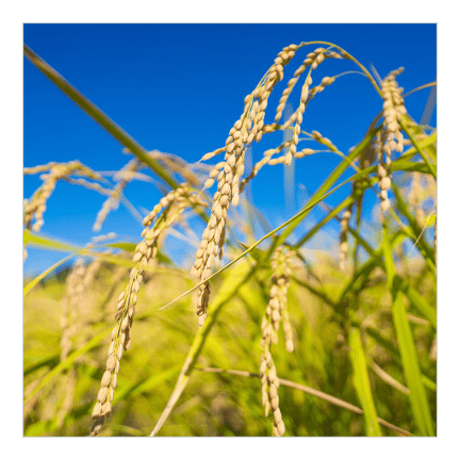 きよむら農園「かけ干し米」　白米(5kg)※数量限定