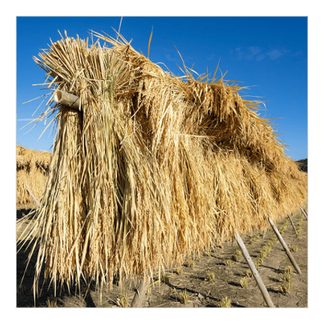 きよむら農園「かけ干し米」　玄米(5kg)※数量限定
