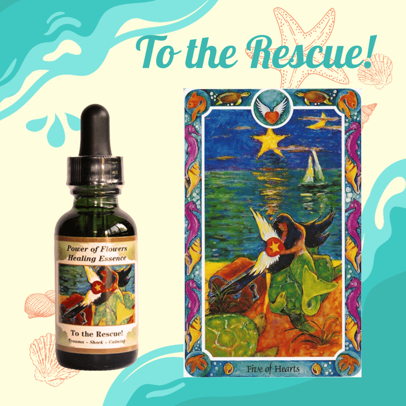 予約』シンデレラ『自分を信じる』パワーオブフラワーエッセンス　フラワーエッセンス 予約』シンデレラ『自分を信じる』パワーオブフラワーエッセンス