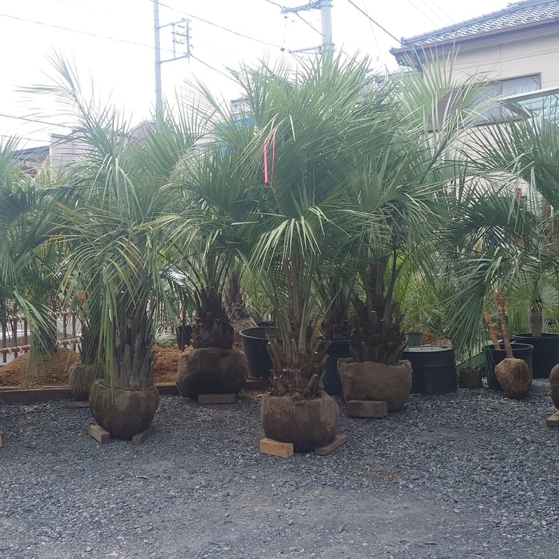 激安 中型 ココスヤシ 4/13 入荷しました！ 6.8万〜13万