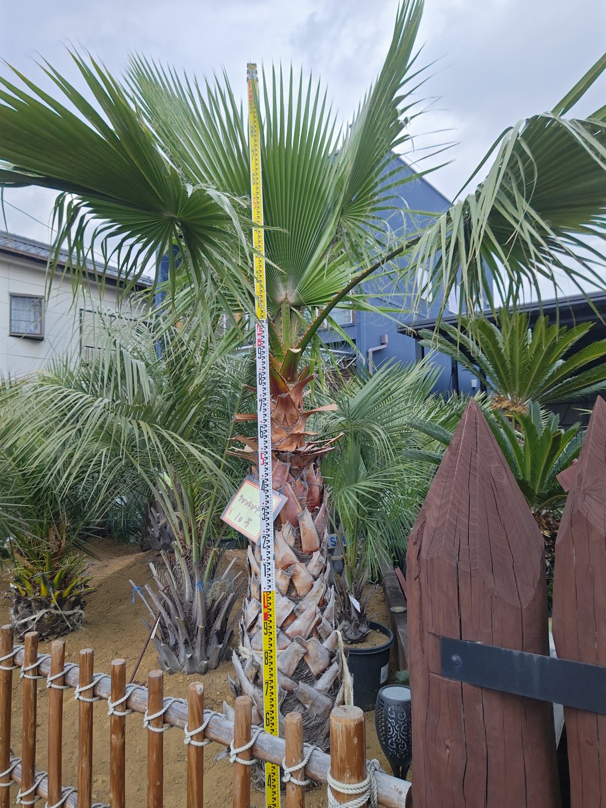 ワシントンヤシ H2.5m