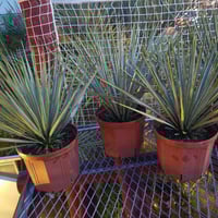 ユッカ ロストラータ 高品質 埼玉 引取限定 | IKEZAWA GARDEN STORE