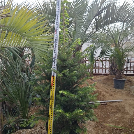 CATEGORY 植木 | IKEZAWA GARDEN STORE