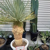 蘇鉄 ソテツ 特大 安心株 | IKEZAWA GARDEN STORE 蘇鉄 ソテツ 特大 安心株 | IKEZAWA GARDEN STORE