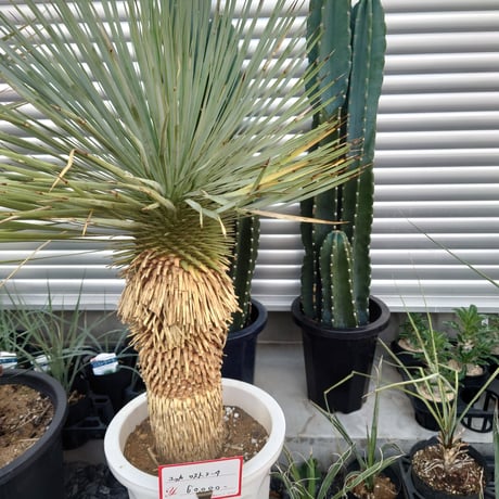 CATEGORY 植木 | IKEZAWA GARDEN STORE