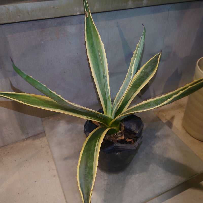 アガベ アメリカーナ 斑入り お任せ便 着払い | IKEZAWA GARDE