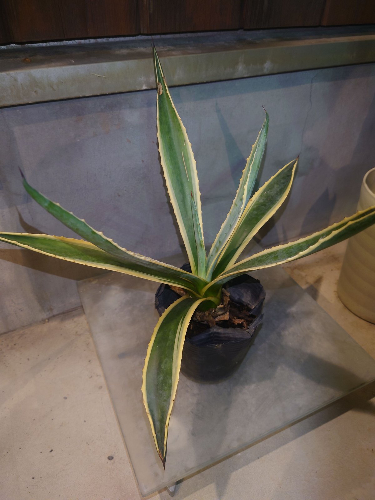 fit=scale-down,w=1200