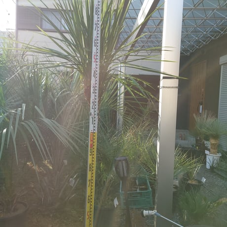 カナリーヤシ | STORES