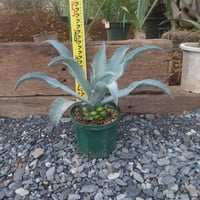 蘇鉄 ソテツ 特大 安心株 | IKEZAWA GARDEN STORE 蘇鉄 ソテツ 特大 安心株 | IKEZAWA GARDEN STORE