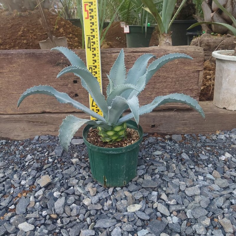 希少種❗️大型❗️アガベ 直径約30cm 楽天市場】アガベ 種（観葉植物｜花・観葉植物）：花・ガーデン
