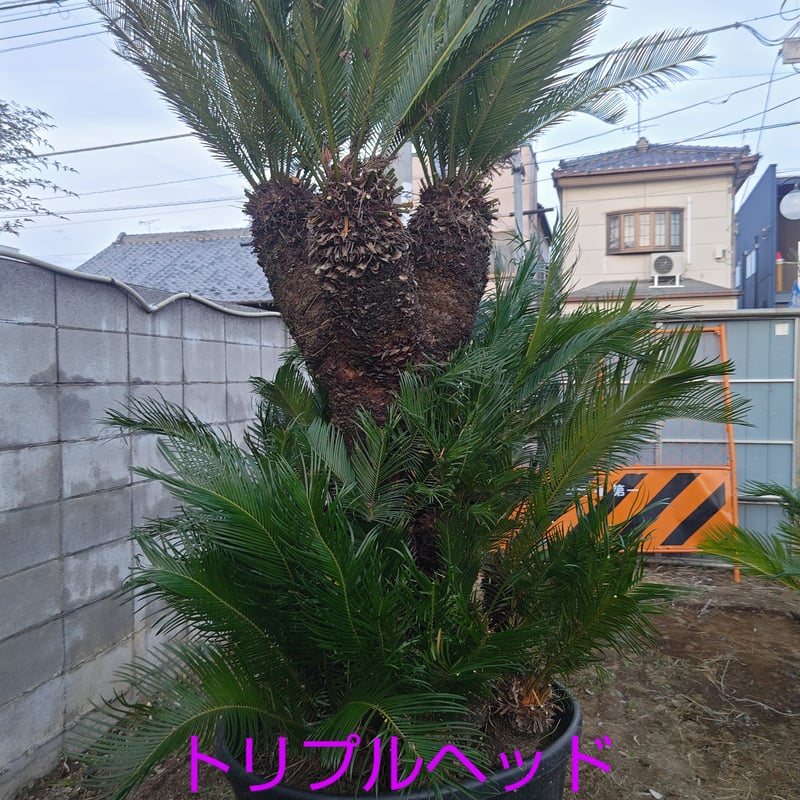 特大 蘇鉄 希少トリプルヘッド 鉢付き | IKEZAWA GARDEN STORE