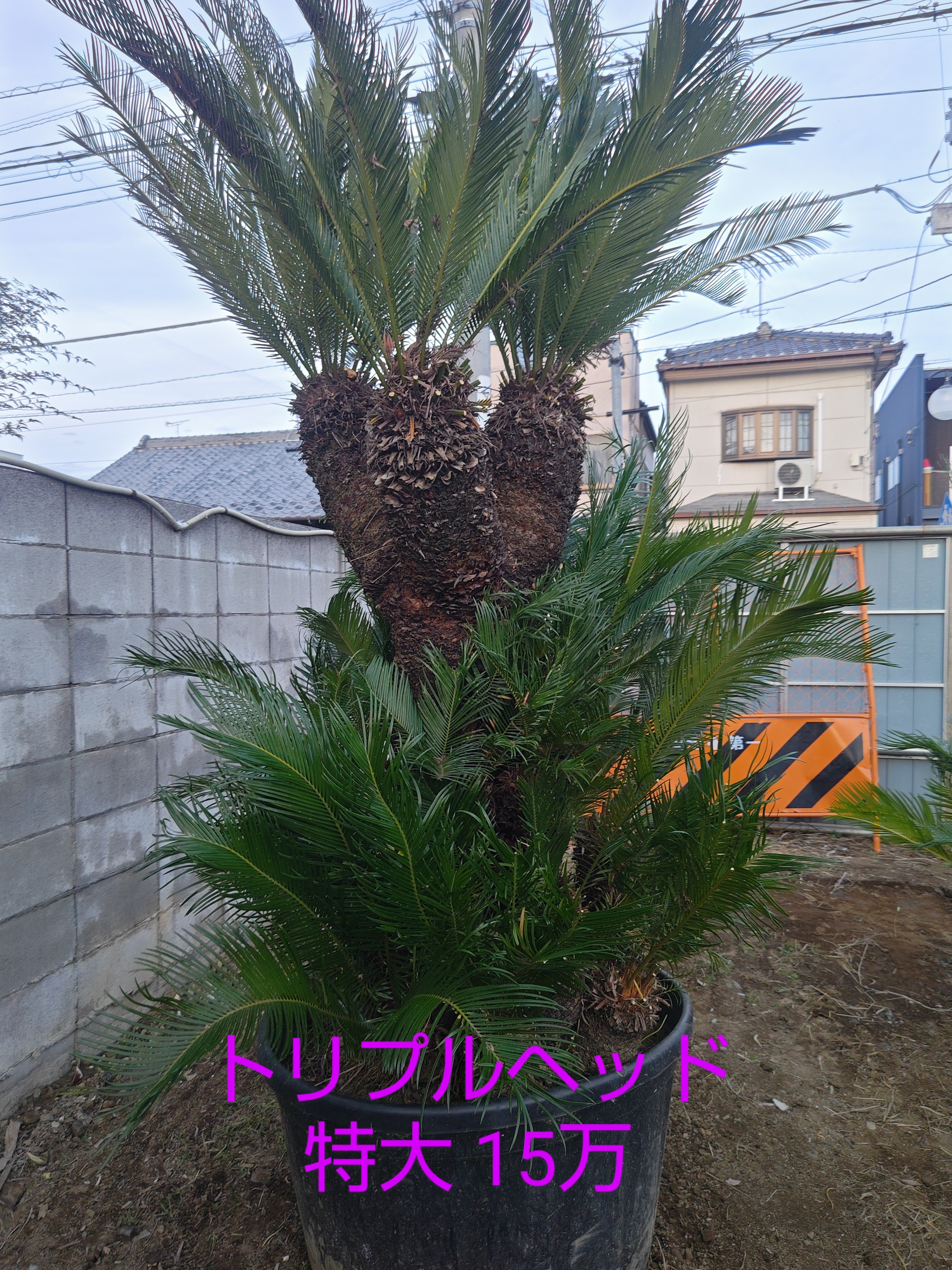 引き取り限定の蘇鉄 ソテツ ダブルヘッド original