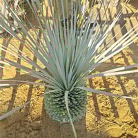 希少 オニサバル サバル カウシアルム サバルヤシ 【公式通販】