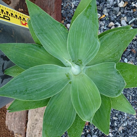 専用出品 ダシリリオンロンギシマム 引き取り限定 【公式通販】