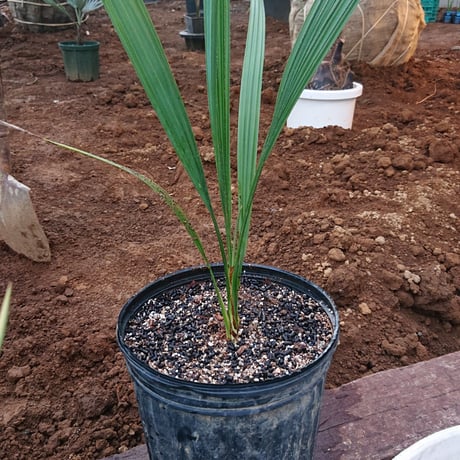 サバルヤシ | STORES