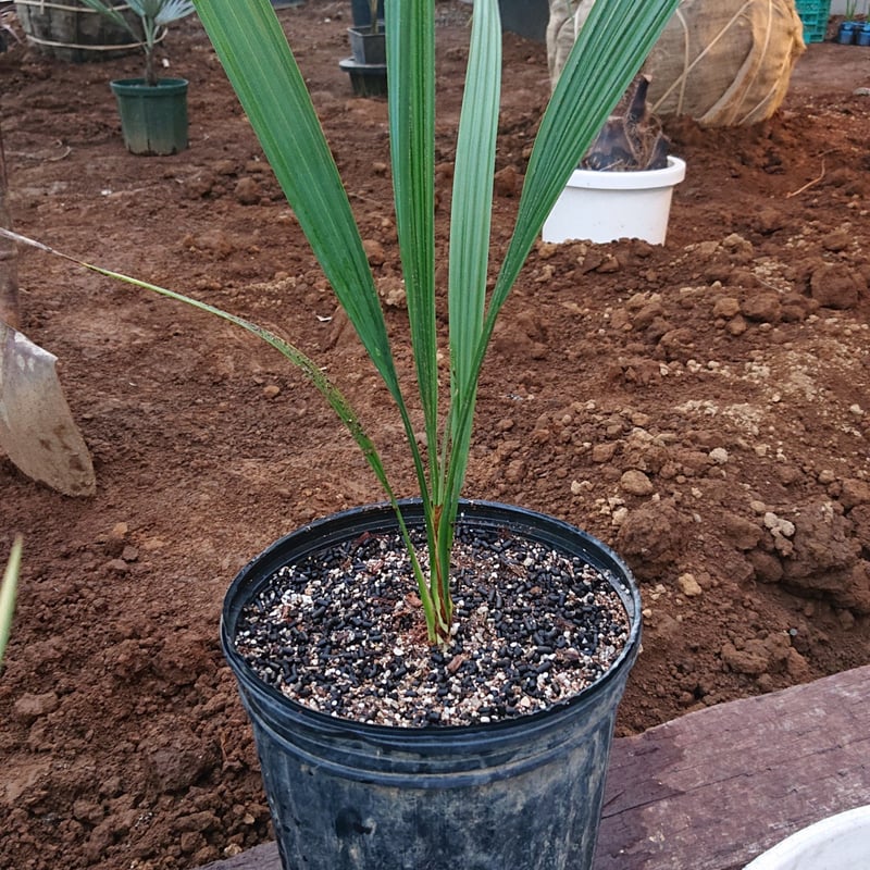 期間限定価格　希少　オニサバル　サバル　カウシアルム　サバルヤシ 希少 オニサバル サバル カウシアルム サバルヤシ 【公式通販】