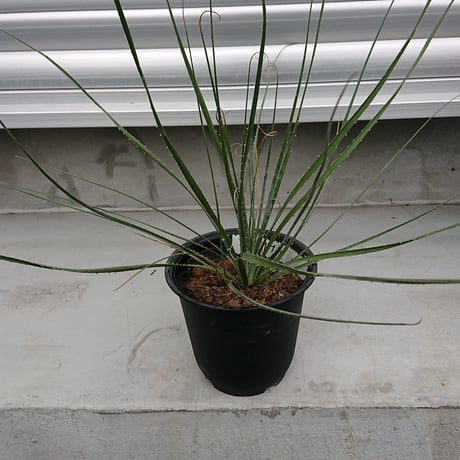 ダシリリオン ウィーレリー 極太 埼玉 引取限定 楽天市場