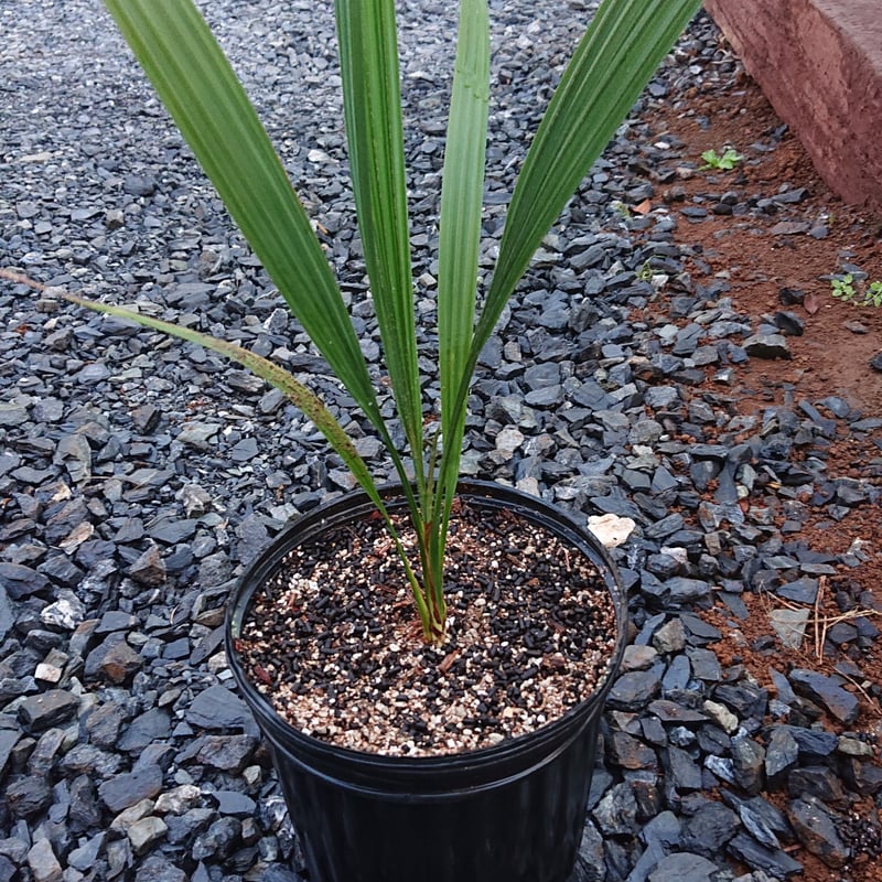 期間限定価格　希少　オニサバル　サバル　カウシアルム　サバルヤシ 希少 オニサバル サバル カウシアルム サバルヤシ