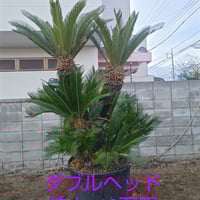 蘇鉄 ソテツ 特大 安心株 | IKEZAWA GARDEN STORE
