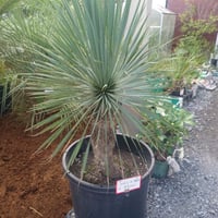 ブラヘアアルマータ 引き取り限定 ブラヘアアルマータ 特大 引取限定 | IKEZAWA GARDEN STORE