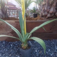 蘇鉄 ソテツ 特大 安心株 | IKEZAWA GARDEN STORE
