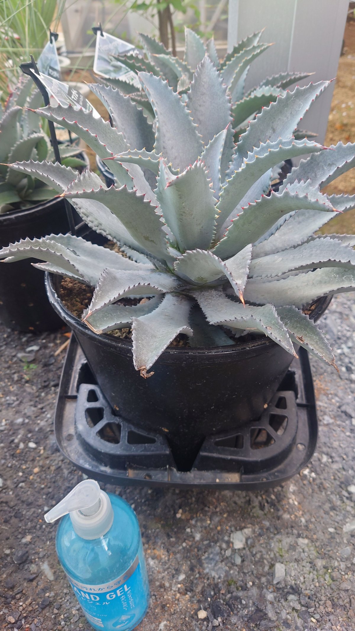 マンガベ アークティックフォックス アガベ Yahoo!オークション - Mangave Arctic Fox マンガベ アーク