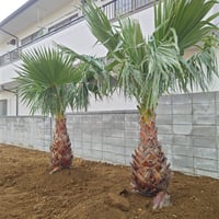 激安 中型 ココスヤシ 4/13 入荷しました！ 6.8万〜13万 | IKEZAWA