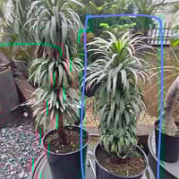 ユッカ ロストラータ 高品質 埼玉県鴻巣市引取限定 | IKEZAWA GARD