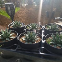 希少 ダシリリオン ホイーレリ ウィーレリー 極太 | IKEZAWA GARD