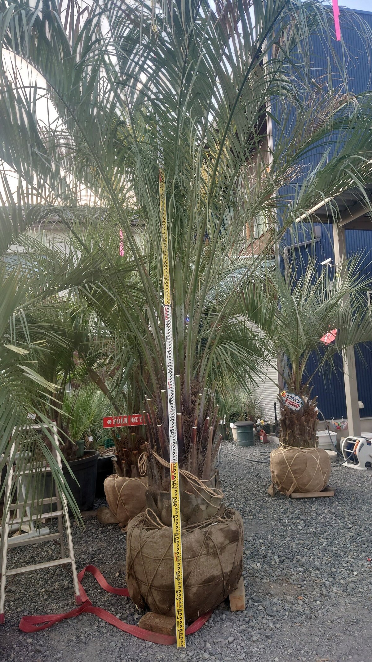 ココスヤシ 幹1.3m 埼玉限定 現物確認可能 | IKEZAWA GARDEN STORE