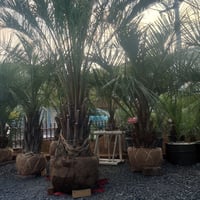 ユッカ ロストラータ 高品質 埼玉 引取限定 | IKEZAWA GARDEN STORE