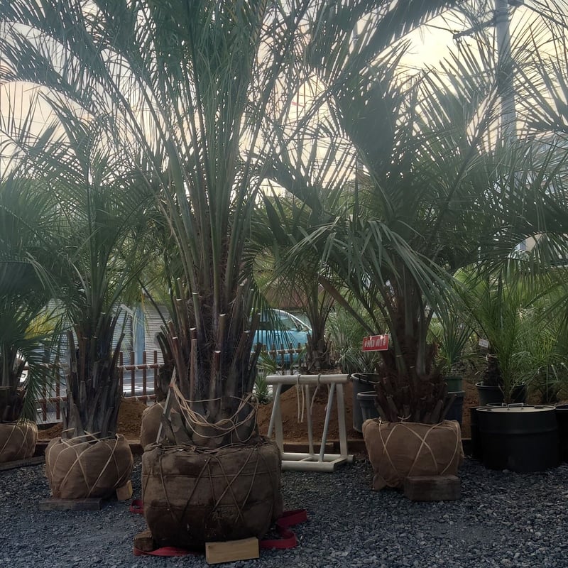 ココスヤシ　希少　ドワーフ　太幹　幹高約1.3m ココスヤシ 幹1.3m 埼玉限定 現物確認可能 | IKEZAWA GARDEN STORE