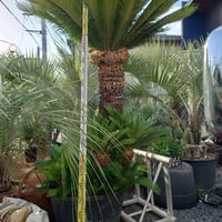 ユッカ リギダ 高品質 おまかせ便 | IKEZAWA GARDEN STORE ユッカ リギダ 高品質 おまかせ便 | IKEZAWA GARDEN STORE